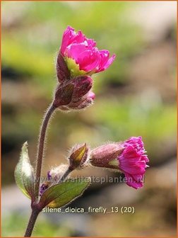 Silene dioica &#039;Firefly&#039; | Dagkoekoeksbloem, Hemelroosje