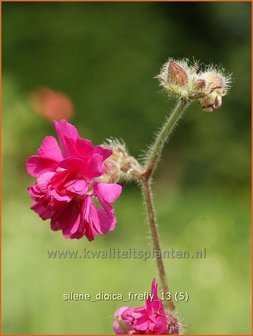 Silene dioica &#039;Firefly&#039; | Dagkoekoeksbloem, Hemelroosje