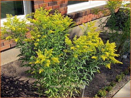 Solidago &#039;Laurin&#039; | Guldenroede