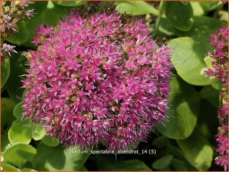 Sedum spectabile &#039;Abendrot&#039; | Hemelsleutel, Vetkruid