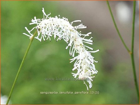 Sanguisorba tenuifolia &#039;Parviflora&#039; | Pimpernel, Sorbenkruid