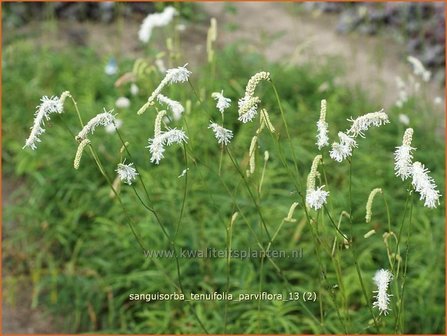 Sanguisorba tenuifolia &#039;Parviflora&#039; | Pimpernel, Sorbenkruid