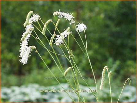 Sanguisorba tenuifolia &#039;Parviflora&#039; | Pimpernel, Sorbenkruid