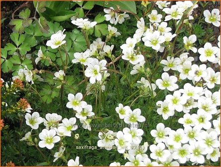 Saxifraga arendsii &#039;Wit&#039; | Steenbreek, Mossteenbreek