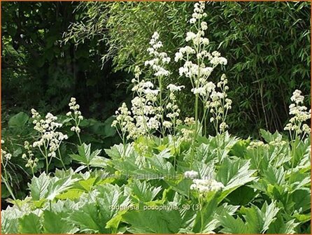 Rodgersia podophylla | Schout-bij-nacht, Kijkblad | Gestieltbl&auml;ttriges Schaublatt