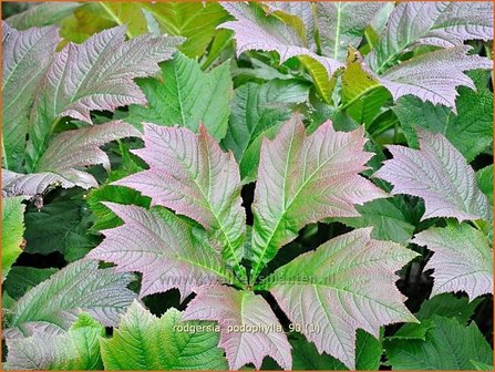 Rodgersia podophylla | Schout-bij-nacht, Kijkblad | Gestieltbl&auml;ttriges Schaublatt