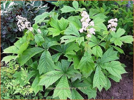 Rodgersia podophylla | Schout-bij-nacht, Kijkblad | Gestieltbl&auml;ttriges Schaublatt