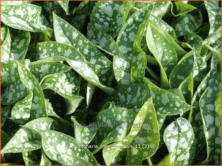 Pulmonaria &#039;Trevi Fountain&#039; | Longkruid