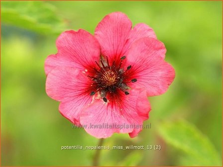 Potentilla nepalensis &#039;Miss Willmott&#039; | Ganzerik | Nepal-Fingerkraut