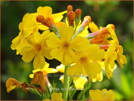 Primula bulleyana | Sleutelbloem, Etageprimula