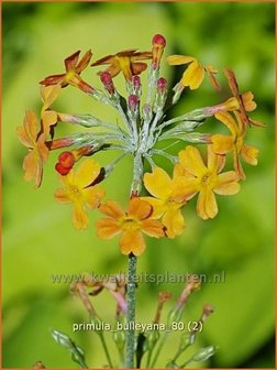 Primula bulleyana | Sleutelbloem, Etageprimula