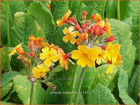 Primula bulleyana | Sleutelbloem, Etageprimula