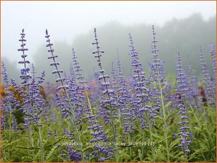 Perovskia atriplicifolia &#039;Lacey Blue&#039; | Russische salie, Blauwspirea, Reuzenlavendel | Meldebl&auml;ttrige Blauraute