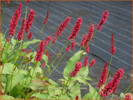 Persicaria amplexicaulis &#039;Dikke Floskes&#039; | Adderwortel, Duizendknoop