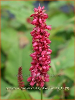 Persicaria amplexicaulis &#039;Dikke Floskes&#039; | Adderwortel, Duizendknoop