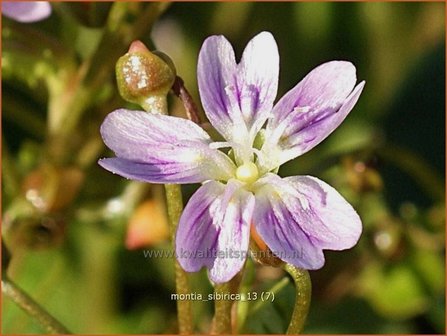 Montia sibirica | Roze winterpostelein, Sierpostelein