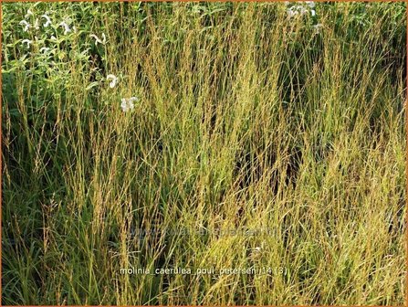 Molinia caerulea &#039;Poul Petersen&#039; | Pijpestrootje, Pijpenstrootje