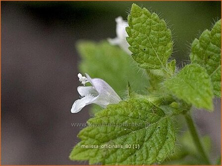 Melissa officinalis | Citroenmelisse, Melisse