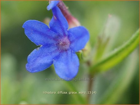 Lithodora diffusa &#039;Grace Ward&#039; | Parelzaad, Steenzaad