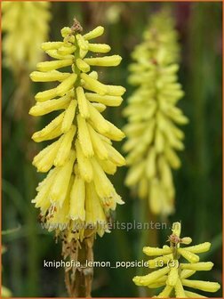 Kniphofia &#039;Lemon Popsicle&#039; | Vuurpijl, Fakkellelie