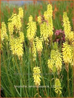 Kniphofia &#039;Lemon Popsicle&#039; | Vuurpijl, Fakkellelie