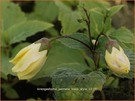 Kirengeshoma palmata &#039;Black Style&#039; | Japanse wasbloem