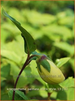 Kirengeshoma palmata &#039;Black Style&#039; | Japanse wasbloem