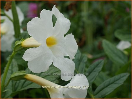 Incarvillea delavayi &#039;Snowtop&#039; | Tuingloxinia