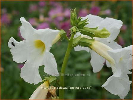 Incarvillea delavayi &#039;Snowtop&#039; | Tuingloxinia