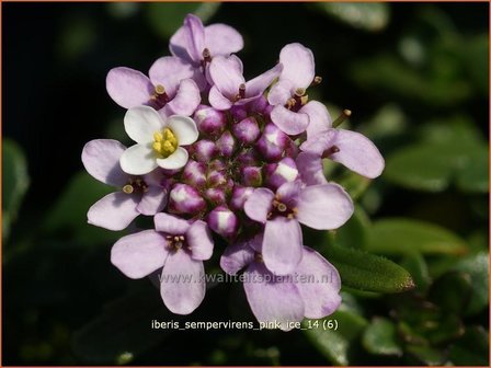 Iberis sempervirens &#039;Pink Ice&#039; | Scheefbloem, Scheefkelk