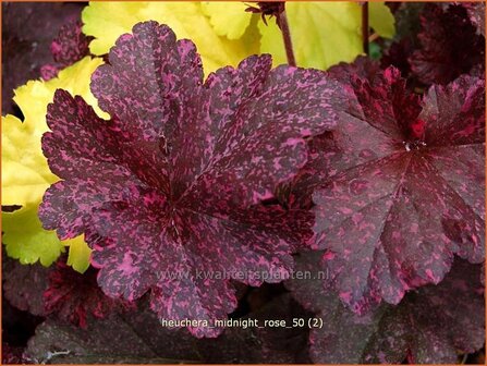 Heuchera &#039;Midnight Rose&#039; | Purperklokje