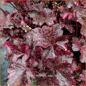 Heuchera &#039;Midnight Rose&#039; | Purperklokje