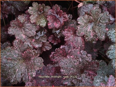 Heuchera &#039;Midnight Rose&#039; | Purperklokje