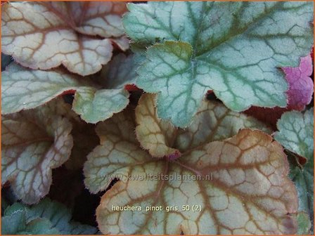 Heuchera &#039;Pinot Gris&#039; | Purperklokje