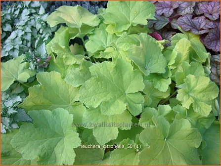 Heuchera &amp;#39;Citronelle&amp;#39; | Purperklokje | Purpurgl&ouml;ckchen