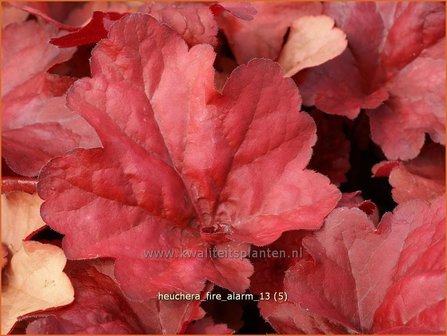 Heuchera &#039;Fire Alarm&#039; | Purperklokje