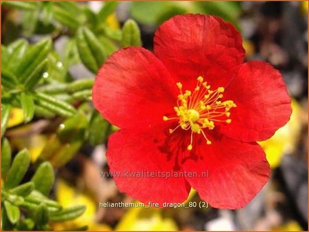 Helianthemum &#039;Fire Dragon&#039; | Zonneroosje