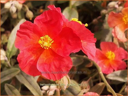 Helianthemum &#039;Fire Dragon&#039; | Zonneroosje