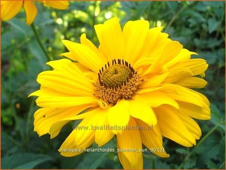 Heliopsis helianthoides &#039;Summer Sun&#039; | Zonneoog