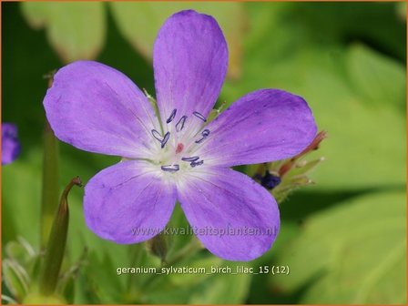 Geranium sylvaticum &#039;Birch Lilac&#039; | Bosooievaarsbek, Ooievaarsbek, Tuingeranium