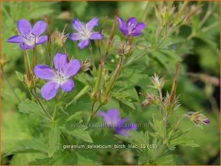 Geranium sylvaticum &#039;Birch Lilac&#039; | Bosooievaarsbek, Ooievaarsbek, Tuingeranium