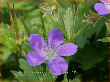 Geranium sylvaticum &#039;Birch Lilac&#039; | Bosooievaarsbek, Ooievaarsbek, Tuingeranium