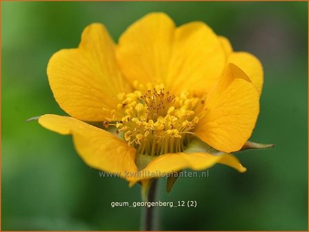 Geum &#039;Georgenberg&#039; | Nagelkruid