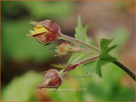 Geum &#039;Georgenberg&#039; | Nagelkruid