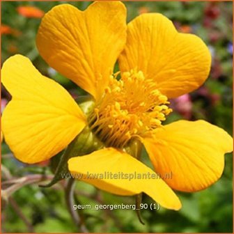 Geum &#039;Georgenberg&#039; | Nagelkruid