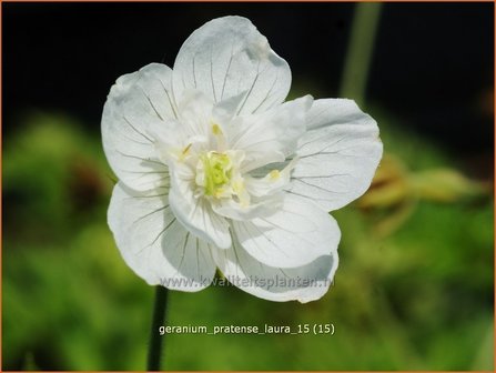 Geranium pratense &#039;Laura&#039; | Beemdooievaarsbek, Ooievaarsbek, Tuingeranium