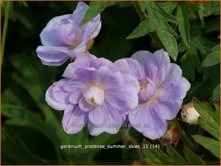 Geranium pratense &#039;Summer Skies&#039; | Beemdooievaarsbek, Ooievaarsbek, Tuingeranium