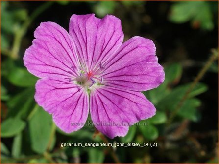 Geranium sanguineum &#039;John Elsley&#039; | Bloedooievaarsbek, Ooievaarsbek, Tuingeranium