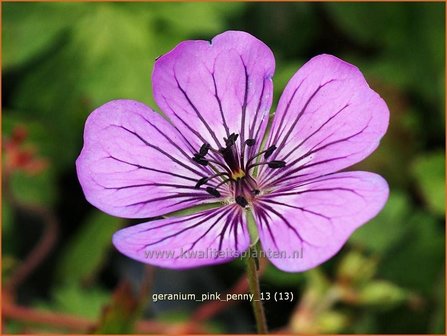 Geranium &#039;Pink Penny&#039; | Ooievaarsbek