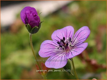 Geranium &#039;Pink Penny&#039; | Ooievaarsbek